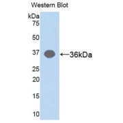 Western blot analysis of the recombinant protein.