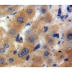 Artemin (ARTN) Antibody