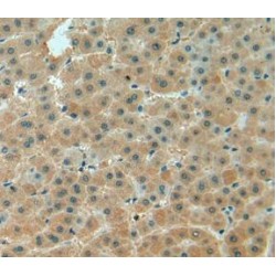 Biglycan (BGN) Antibody