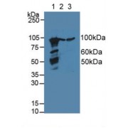 Western blot analysis of (1) Mouse Lung Tissue, (2) Human Lung Tissue and (3) Porcine Liver Tissue.