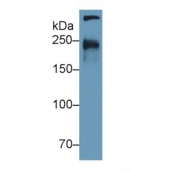 Cubilin (CUBN) Antibody