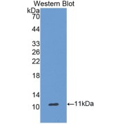 Western blot analysis of the recombinant protein.