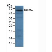 Western blot analysis of Human 293T Cells.