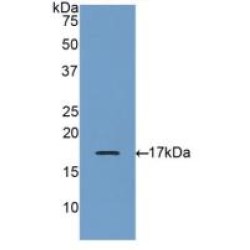 Granulin (GRN) Antibody