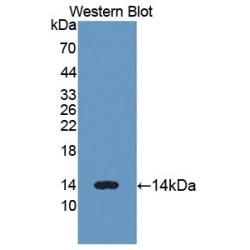 Lysozyme (LZM) Antibody