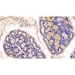 Mucin-2 (MUC2) Antibody