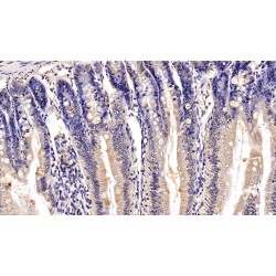 Mucin-2 (MUC2) Antibody