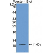 WB analysis of the recombinant Mouse MUC2 protein.