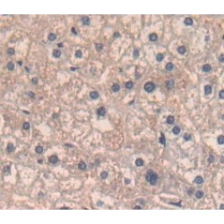 Mucin-3A (MUC3A) Antibody