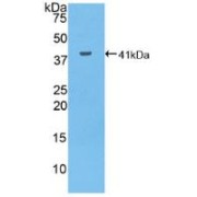 Western blot analysis of recombinant Human MUC6.