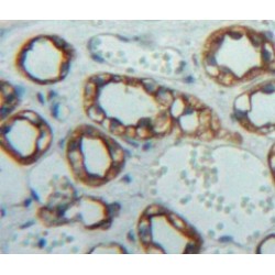 Nephrin (NPHN) Antibody