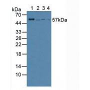 Western blot analysis of (1) Mouse Kidney Tissue, (2) Mouse Spleen Tissue, (3) Human BXPC-3 Cells and (4) Human PC-3 Cells.