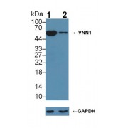 Western blot analysis of (1) Wild-type BXPC-3 cell lysate, and (2) VNN1 knockout BXPC-3 cell lysate, using Rabbit Anti-Human VNN1 Antibody (3 µg/ml) and HRP-conjugated Goat Anti-Mouse antibody (<a href="https://www.abbexa.com/index.php?route=product/search&amp;search=abx400001" target="_blank">abx400001</a>, 0.2 µg/ml).