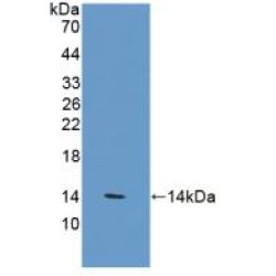 Vanin 1 (VNN1) Antibody