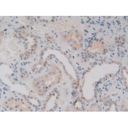 Vanin 1 (VNN1) Antibody