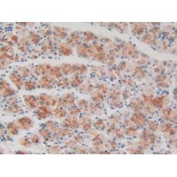 Vanin 1 (VNN1) Antibody