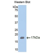 Western blot analysis of the recombinant protein.