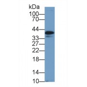 Western blot analysis of Dog Heart lysate, using Dog CLU Antibody (1 µg/ml) and HRP-conjugated Goat Anti-Rabbit antibody (<a href="https://www.abbexa.com/index.php?route=product/search&amp;search=abx400043" target="_blank">abx400043</a>, 0.2 µg/ml).