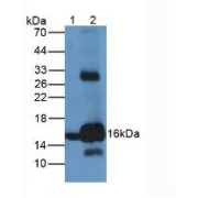 Western blot analysis of (1) Rat Serum and (2) Rat Liver Tissue.
