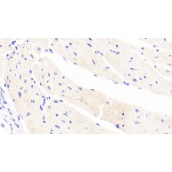 Hepcidin (HAMP) Antibody