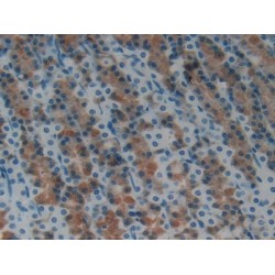 Hepcidin (HAMP) Antibody