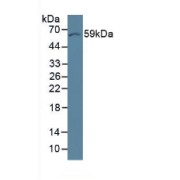 Western blot analysis of Mouse Brain Tissue.