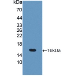 Occludin (OCLN) Antibody