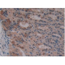 Occludin (OCLN) Antibody