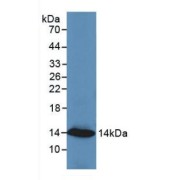 Western blot analysis of recombinant Human RETN.