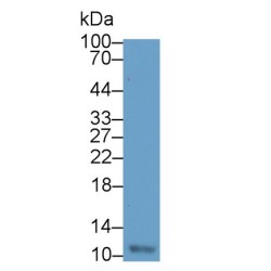 Resistin (RETN) Antibody