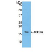 abx100298