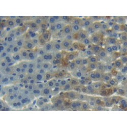 Angiogenin (ANG) Antibody