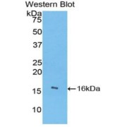 abx100300