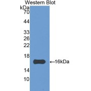 abx100301