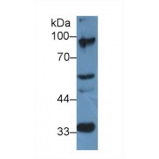 Western blot analysis of Mouse Cerebrum lysate, using Rat ELOA Antibody (2 µg/ml) and HRP-conjugated Goat Anti-Rabbit antibody (<a href="https://www.abbexa.com/index.php?route=product/search&amp;search=abx400043" target="_blank">abx400043</a>, 0.2 µg/ml).