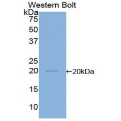 Elongin A (ELOA) Antibody