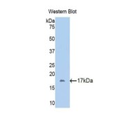 Western blot analysis of recombinant Mouse FETUB.