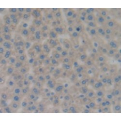 Fetuin B (FETUB) Antibody