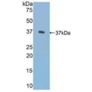 Western blot analysis of recombinant Human Fibronectin.
