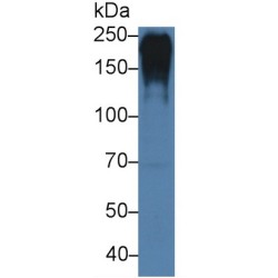 Fibronectin (FN1) Antibody