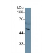 Western blot analysis of Mouse Serum, using Mouse HPA Antibody (1 µg/ml) and HRP-conjugated Goat Anti-Rabbit antibody (<a href="https://www.abbexa.com/index.php?route=product/search&amp;search=abx400043" target="_blank">abx400043</a>, 0.2 µg/ml).