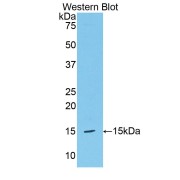 Western blot analysis of the recombinant protein.