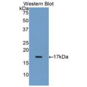 Western blot analysis of the recombinant protein.Western blot analysis of Lane 1: Human Placenta lysate, Lane 2: Mouse Testis lysate; using Human INHA Antibody (2 µg/ml) and HRP-conjugated Goat Anti-Rabbit antibody (<a href="https://www.abbexa.com/index.php?route=product/search&amp;search=abx400043" target="_blank">abx400043</a>, 0.2 µg/ml).