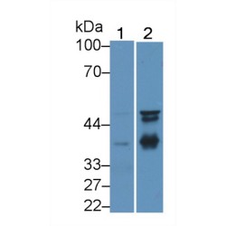 Inhibin Alpha Chain (INHA) Antibody