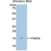 Western blot analysis of the recombinant protein.