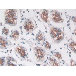 Growth/Differentiation Factor 8 / Myostatin (MSTN) Antibody