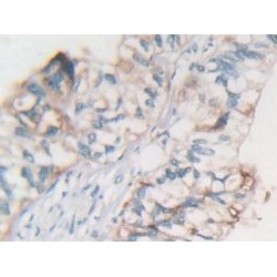 Myostatin (MSTN) Antibody