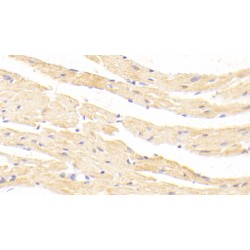 Growth/Differentiation Factor 8 / Myostatin (MSTN) Antibody