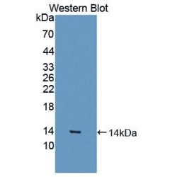Myostatin (MSTN) Antibody
