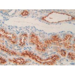 Neprilysin / NEP (MME) Antibody